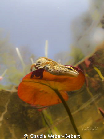 descending.....
newt slipping from the leaf of a waterli... by Claudia Weber-Gebert 