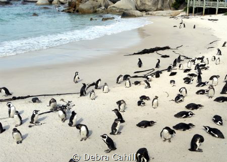 The African Penguins of Boulders Beach South Africa by Debra Cahill 