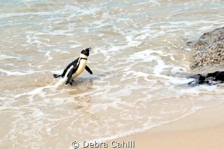 African Penguin - Heading Home - Boulders Beach South Africa by Debra Cahill 