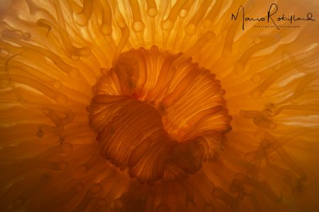Orange anemone back lighting by Mario Robillard 