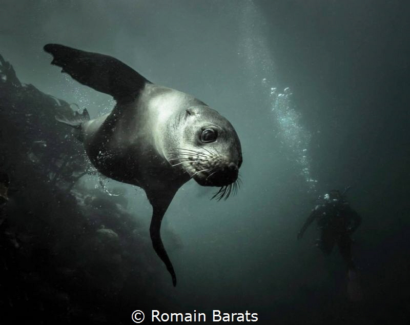 a playful cape fur seal by Romain Barats 