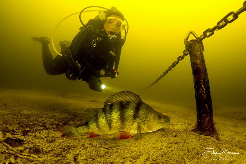 A diver investigates a perch in the fresh water of Vinkev... by Filip Staes 