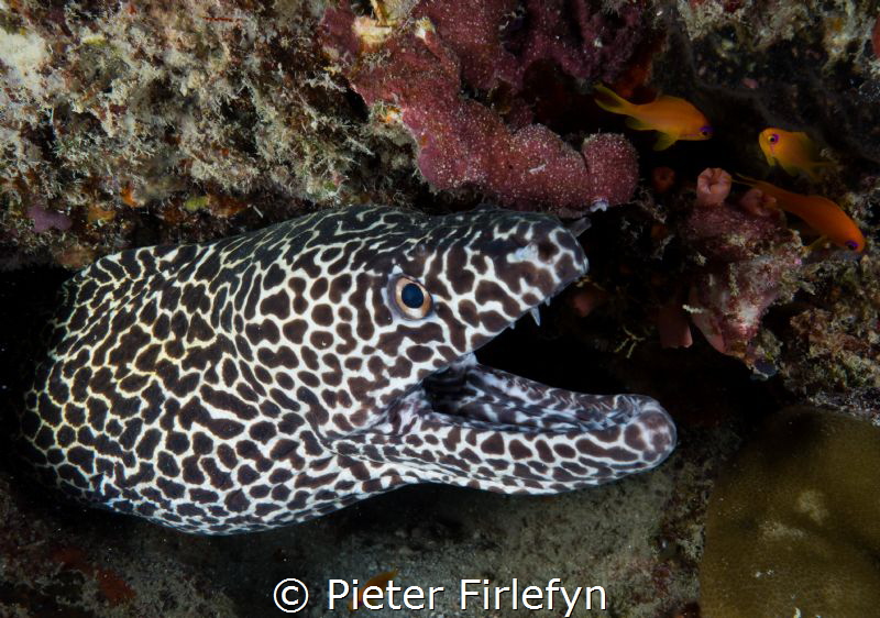 leopard moray eel by Pieter Firlefyn 