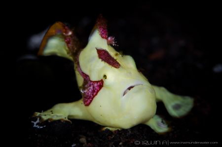 S L I D E
Warty frogfish (Antennarius maculatus)
Tulamb... by Irwin Ang 