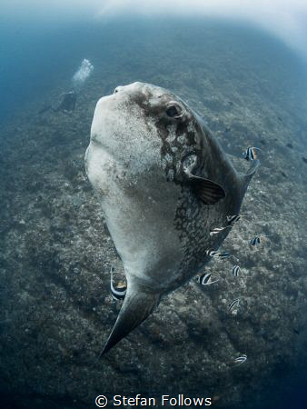 Blue Steel

Southern Ocean Sunfish - Mola ramsayi

Gi... by Stefan Follows 