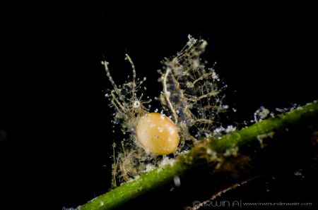B I G - P A R A S I T E
Hairy Shrimp (Phycocaris simulan... by Irwin Ang 