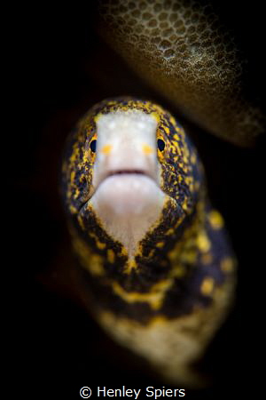 Snowflake Eel by Henley Spiers 