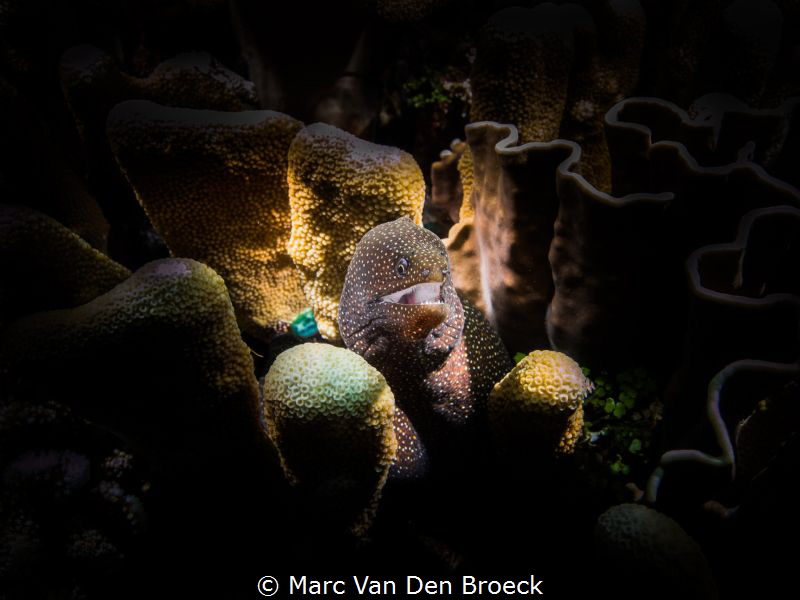 White mouth by Marc Van Den Broeck 