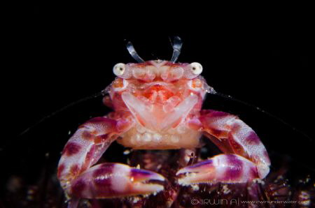 M A M A 
Porcelain crab with eggs (Porcellanidae)
Lembe... by Irwin Ang 