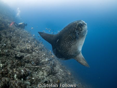 If you insist!

Southern Ocean Sunfish - Mola ramsayi
... by Stefan Follows 
