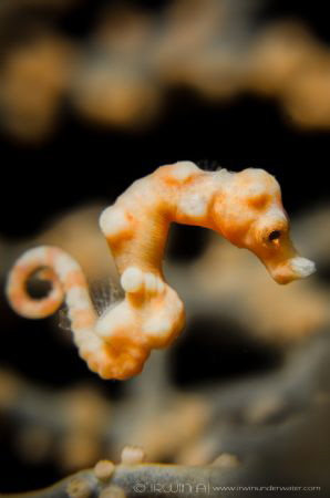 F L Y I N G 
Denise's pygmy seahorse (Hippocampus denise... by Irwin Ang 