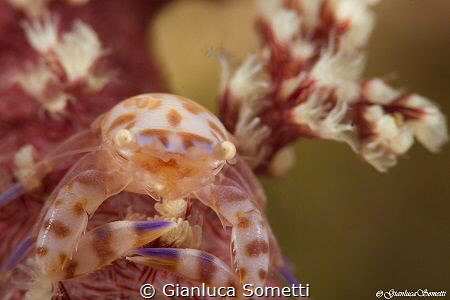 Soft coral porcelain crab by Gianluca Sometti 