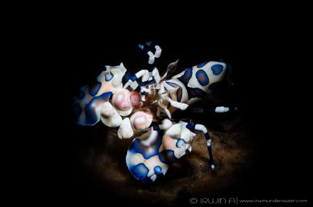 S N O O T 
Harlequin shrimp (Hymenocera picta)
Tulamben... by Irwin Ang 