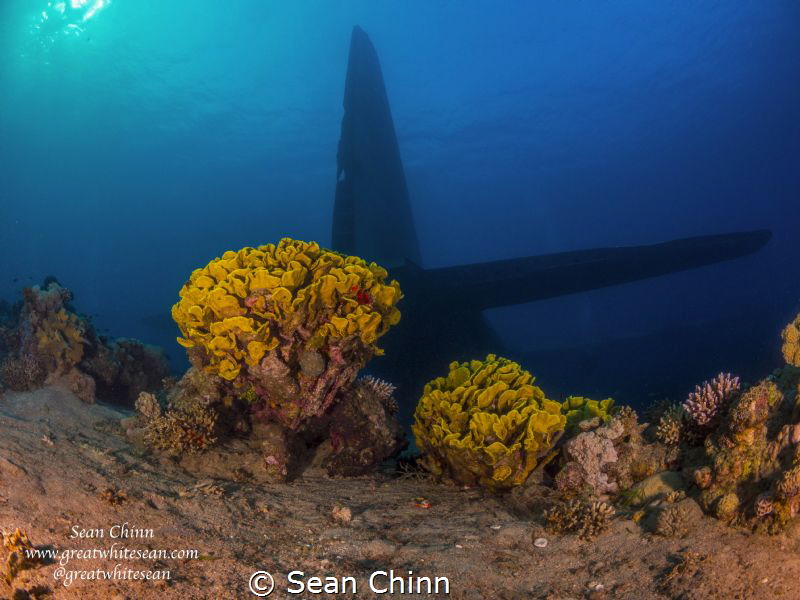 C-130 tail fin. Brand new wreck site in Aqaba the C-130 H... by Sean Chinn 