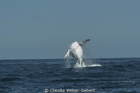 JUMP!!! 
breeching humpback whale during the Benguela cu... by Claudia Weber-Gebert 