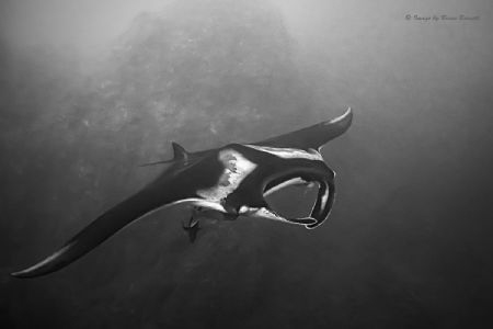 Diving Roca Partida of the Socorro group in Mexico with g... by Brian Burnett 