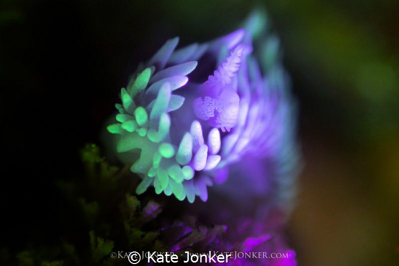 Silvertip Nudibranch shot with RRM and blue torch. by Kate Jonker 