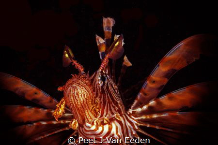 The Devil firefish. its scientific name Pterois miles mea... by Peet J Van Eeden 