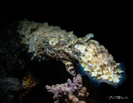 C O N N E C T E D
Cuttlefish by Ton Ghela 