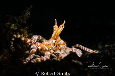 Did you know that the Wunderpus Photogenicus has a look-a... by Robert Smits 