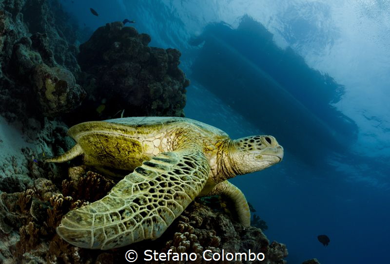 A sea turtle resting on a coral apparently waiting for pe... by Stefano Colombo 