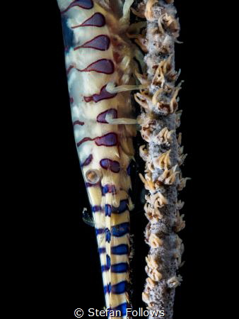 Suspension ...

Sawblade Shrimp - Tozeuma armatum

Ch... by Stefan Follows 