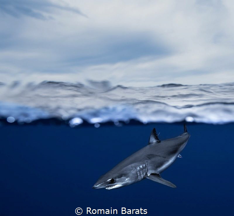A mako shark (over/under) by Romain Barats 
