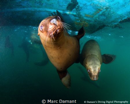 Hanging out under the boat with some frisky Sea Lions! by Marc Damant 
