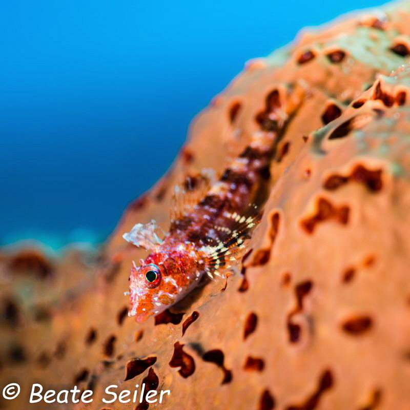 Triplefin blenny of Bonaire by Beate Seiler 
