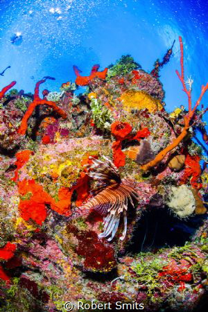 Lionfish on the tropical and colorful reef in the Caribbe... by Robert Smits 