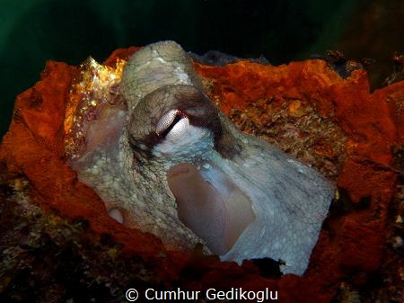 Octopus vulgaris by Cumhur Gedikoglu 