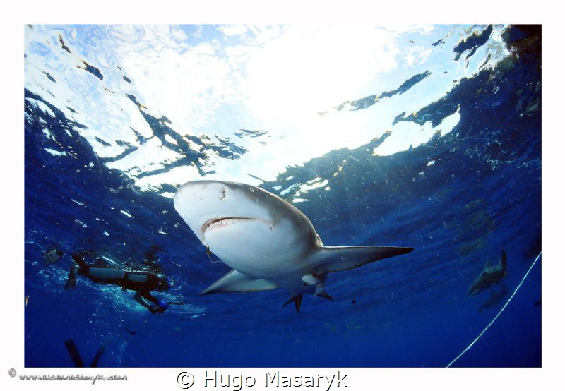 Sharks at Jupiter, Florida by Hugo Masaryk 