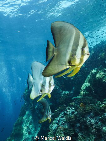 3 Juvenile batfish at Sail Rock , Thailand by Marcel Waldis 