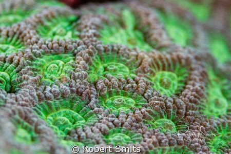 Did you know that Scleractinia (also stony corals or hard... by Robert Smits 