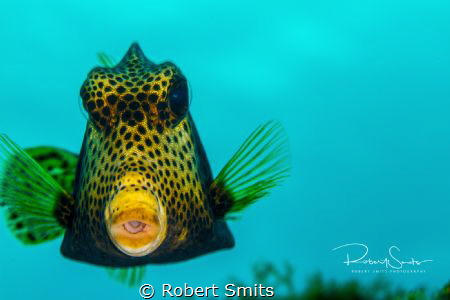 Did you know that the yellow boxfish (Ostracion cubicus) ... by Robert Smits 
