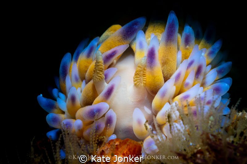 Gasflame
Beautiful gasflame nudibranch perches on top of... by Kate Jonker 