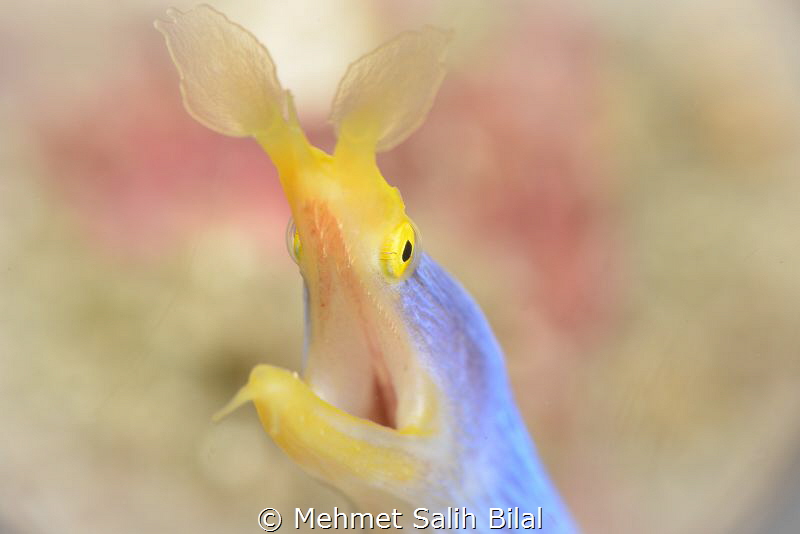 Blue ribbon eel. by Mehmet Salih Bilal 
