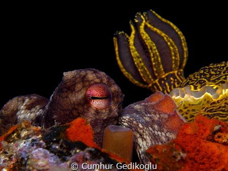 Octopus vulgaris & Felimare picta
TRIO (Eye,Siphon,Gills) by Cumhur Gedikoglu 