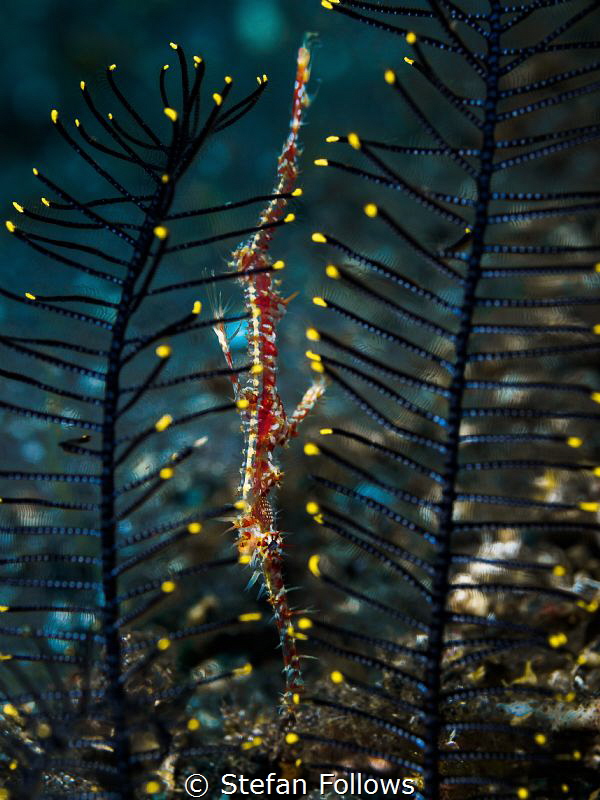 Betwixt

Ornate Ghost Pipefish - Solenostomus paradoxus... by Stefan Follows 