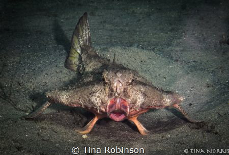 Red-lipped batfish by Tina Robinson 