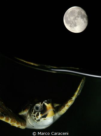 
Turtle at night.
 Double exposure in the camera, witho... by Marco Caraceni 
