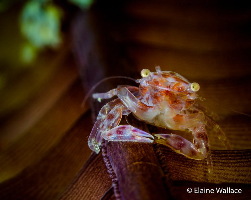 A hard stare from a sea pen crab by Elaine Wallace 