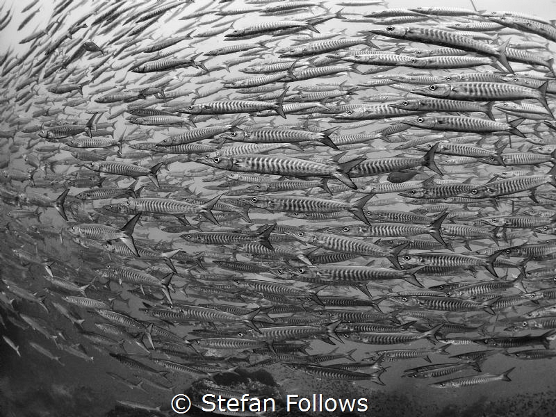 Fishiness of Fish

Chevron Barracuda - Sphyraena qenie
... by Stefan Follows 