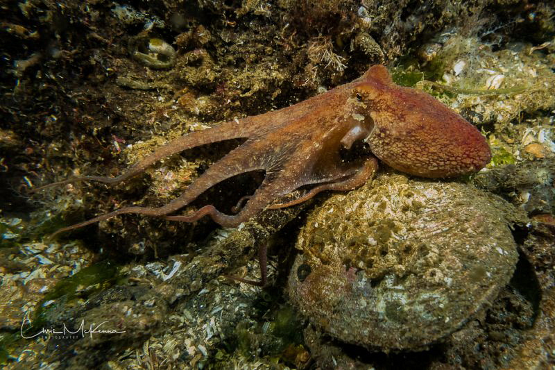 Red Octopus in Puget Sound by Chris Mckenna 