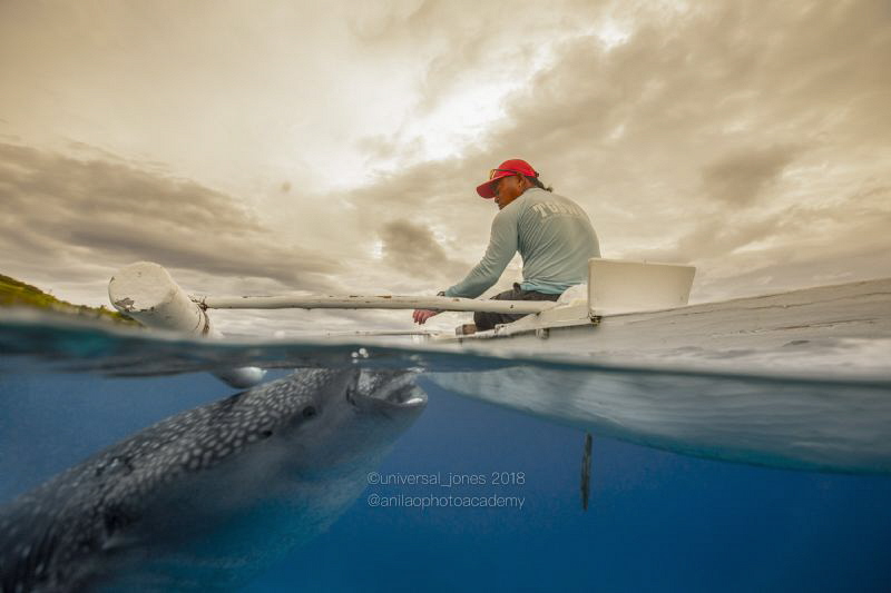 Whale Shark and Feeder by Wayne Jones 