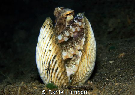 Coconut Octopus (Amphioctopus marginatus) in its shelter,... by Daniel Lamborn 