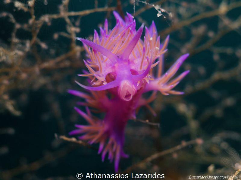 Flabellina affinis. by Athanassios Lazarides 