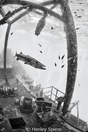 Barracuda on a Shipwreck by Henley Spiers 