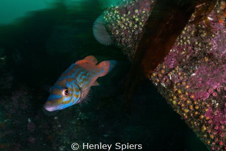 Cuckoo Wrasse on a British Reef by Henley Spiers 