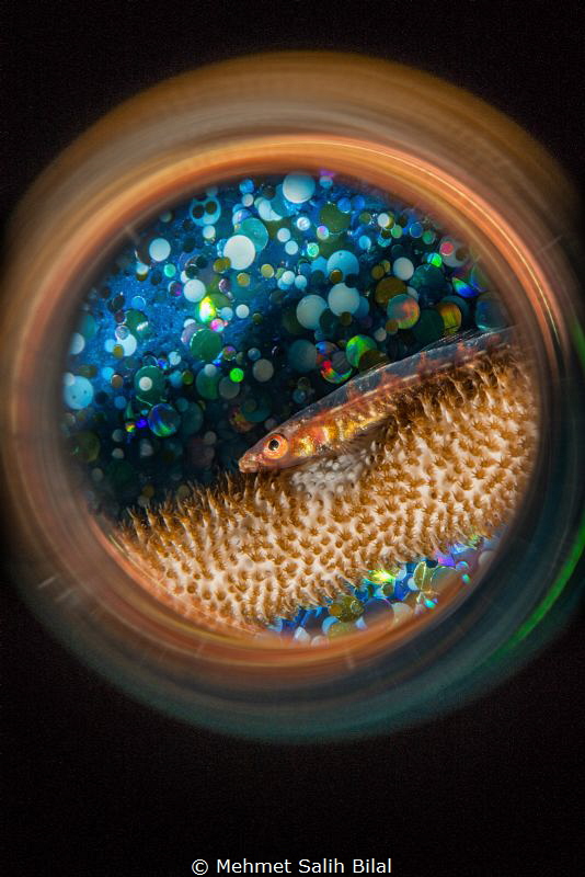 Wire coral goby with blue bubble background and magic tub... by Mehmet Salih Bilal 